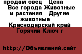  продам овец › Цена ­ 100 - Все города Животные и растения » Другие животные   . Краснодарский край,Горячий Ключ г.